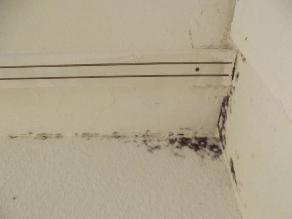 Technician in protective gear removing a mold-damaged wall in a Glencoe home